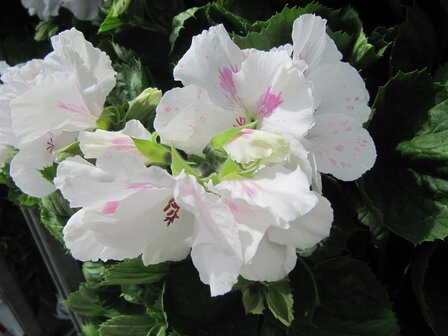 Pelargonium grootbloemig (19 cm pot)