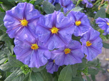 Solanum blauw (19 cm pot)