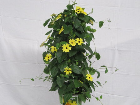 Thunbergia geel (19 cm pot)