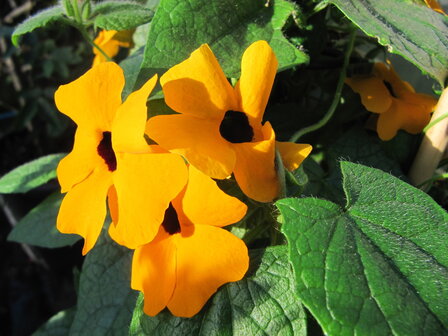 Thunbergia oranje (19 cm pot)