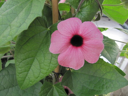 Thunbergia roze (19 cm pot)