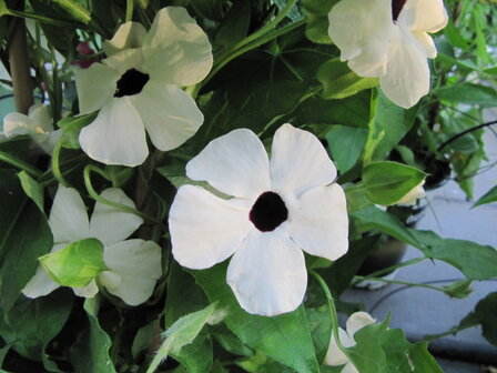 Thunbergia wit (19 cm pot)