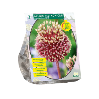 Allium Red mohican