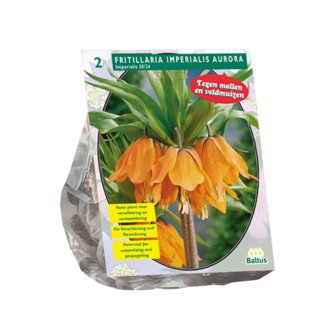 Fritillaria Imperialis, Aurora