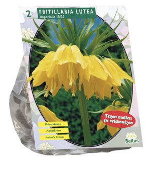 Fritillaria Imperialis, Lutea