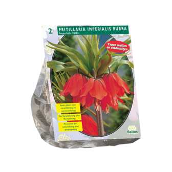 Fritillaria Imperialis, Rubra