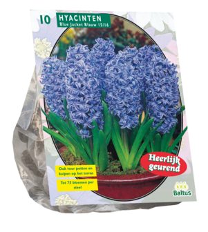 Hyacinthus, Blue Jacket