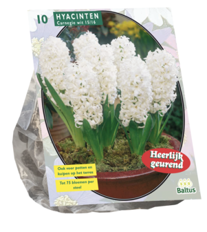 Hyacinthus, Carnegie