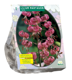 Lillium, Martagon