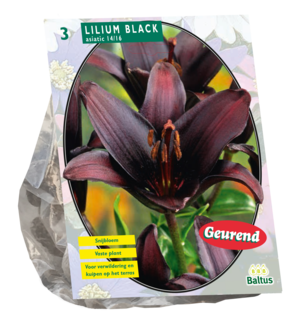 Lillium, Black