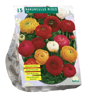 Ranunculus, mix