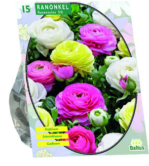 Ranunculus, pastel mix