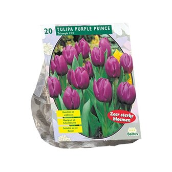 Tulipa Purple Prince, Triumph