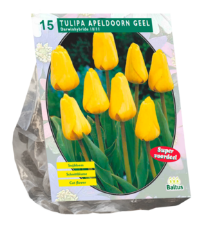 Tulipa Apeldoorn geel, Darwin