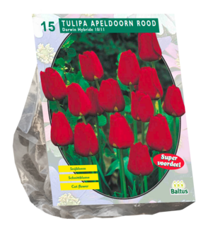 Tulipa Apeldoorn rood, Darwin