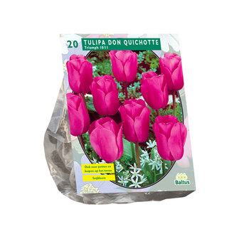 Tulipa Don Quichotte, Triumph