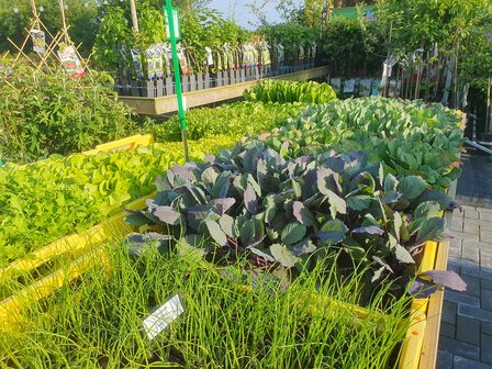 Diverse losse groenteplanten