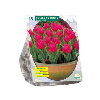 Tulipa Toronto, Greigii