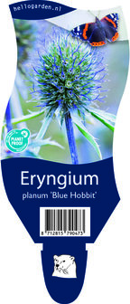 Eryngium planum &#039;Blue Hobbit&#039;