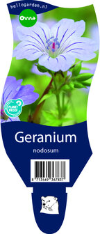 Geranium nodosum