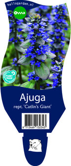 Ajuga Reptans &#039;Catlin&#039;s Giant&#039;