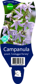 Campanula poscharskyana &#039;Lisduggan Variety&#039;