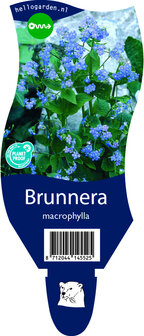 Brunnera macrophylla