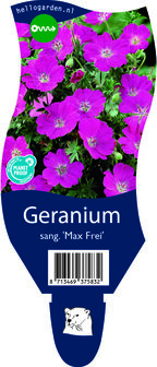 Geranium sanguineum &#039;Max Frei&#039;