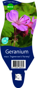 Geranium macrorrhizum &#039;Ingwersen&#039;s Variety&#039;