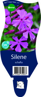 Silene schafta