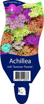 Achillea millifolium &#039;Summer Pastels&#039;