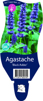 Agastache &#039;Black Adder&#039;