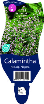 Calamintha nepeta ssp. Nepeta