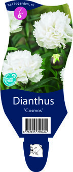 Dianthus &#039;Cosmos&#039;