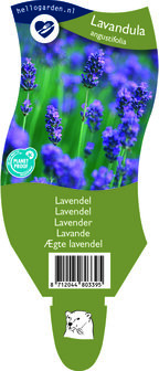 Lavandula angustifolia