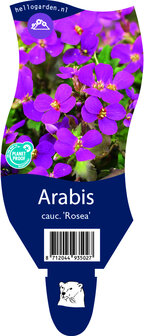 Arabis caucasica &#039;Rosea&#039;