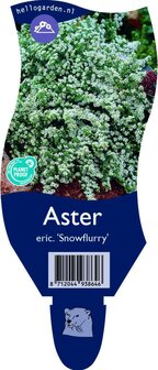 Aster ericoides &#039;Snowflurry&#039;