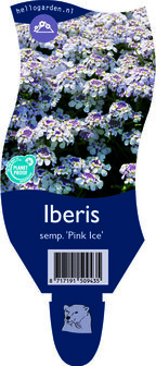 Iberis sempervirens &#039;Pink Ice&#039;