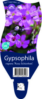 Gypsophila repens &#039;Rosa Sch&ouml;nheit&#039;