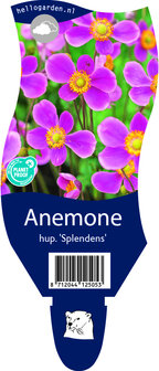 Anemone hupehensis &#039;Splendens&#039;