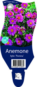 Anemone hybrida &#039;Pamina&#039;