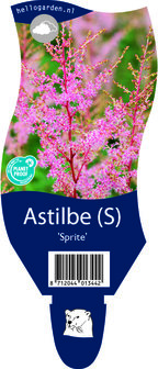 Astilbe simplicifolia &#039;Sprite&#039;