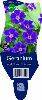 Geranium nodosum &#039;Tony&#039;s Talisman&#039;