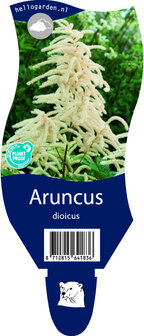 Aruncus dioicus