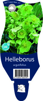 Helleborus argutifolius