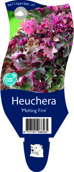 Heuchera  &#039;Melting Fire&#039;