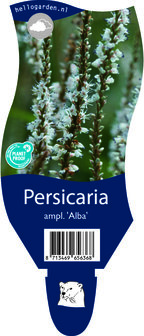 Persicaria amplexicaulis &#039;Alba&#039;