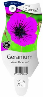 Geranium &#039;Anne Thomson&#039;