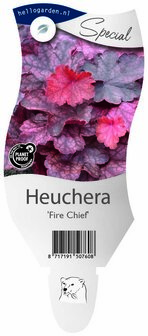 Heuchera &#039;Fire Chief&#039;