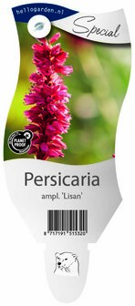 Persicaria amplexicaulis &#039;Lisan&#039;